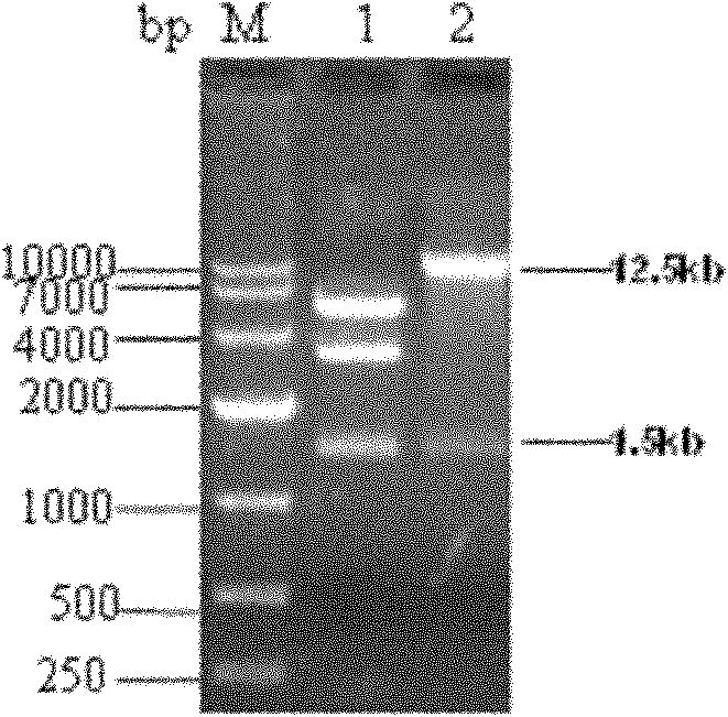 Method for preparing foot-and-mouth disease virus-resistant RNAi transgenic livestock