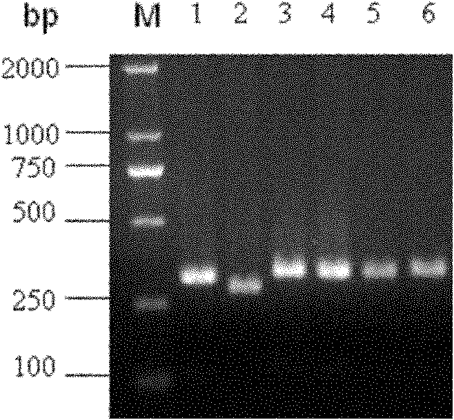 Method for preparing foot-and-mouth disease virus-resistant RNAi transgenic livestock