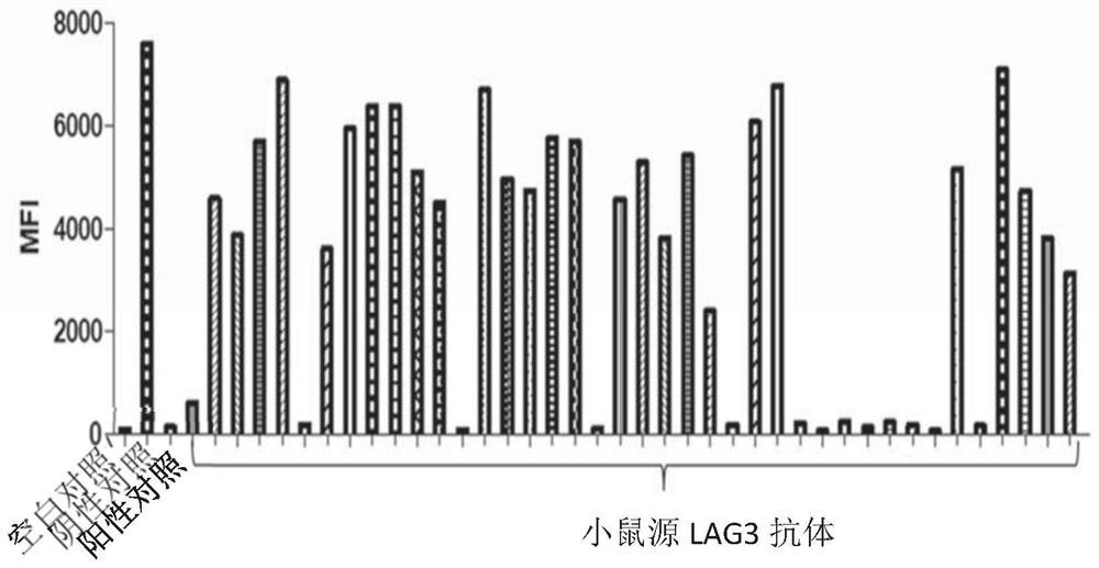 Antibody binding to LAG3 and application of antibody