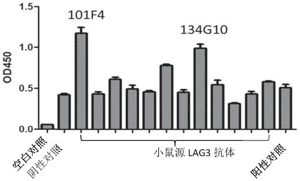 Antibody binding to LAG3 and application of antibody