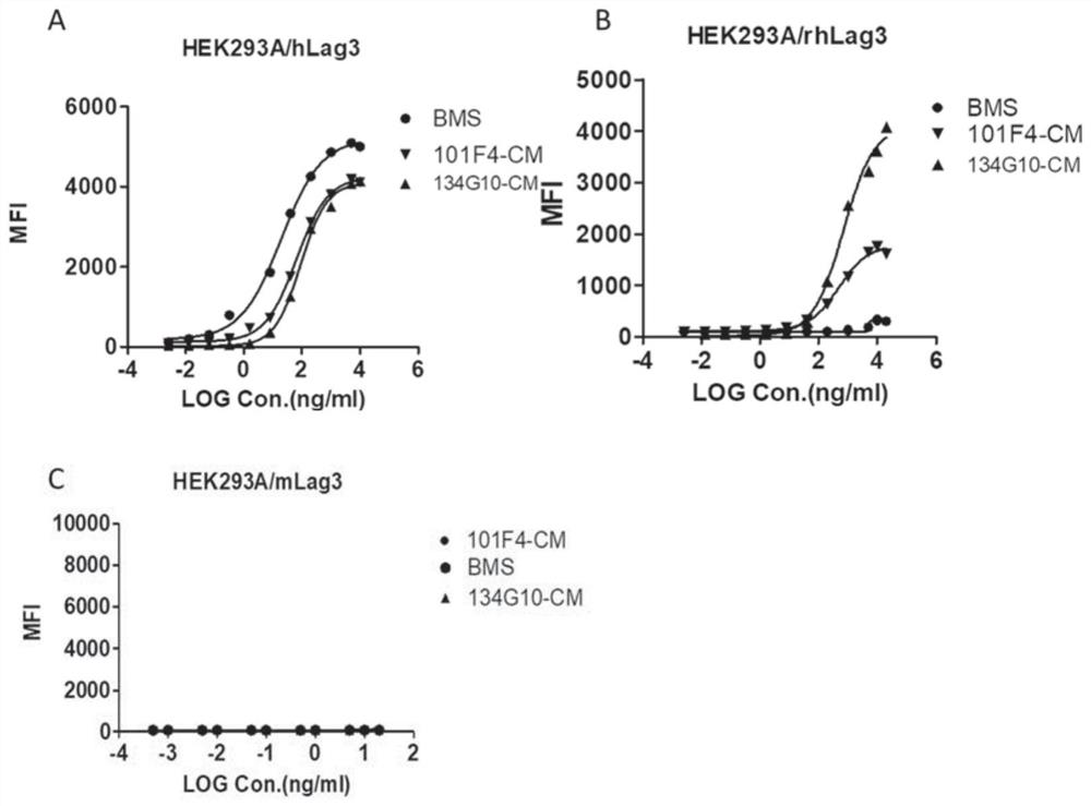 Antibody binding to LAG3 and application of antibody