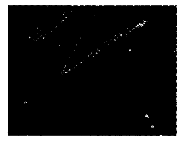 Lactobacillus plantarum KLDS1001 and application of lactobacillus plantarum KLDS1001 to inhibition of streptococcus mutans