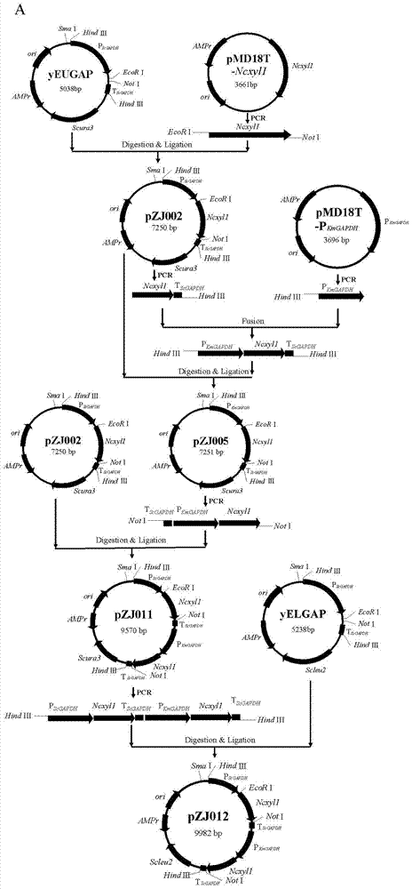 Construction and application of engineering strains with high temperature and high yield of xylitol