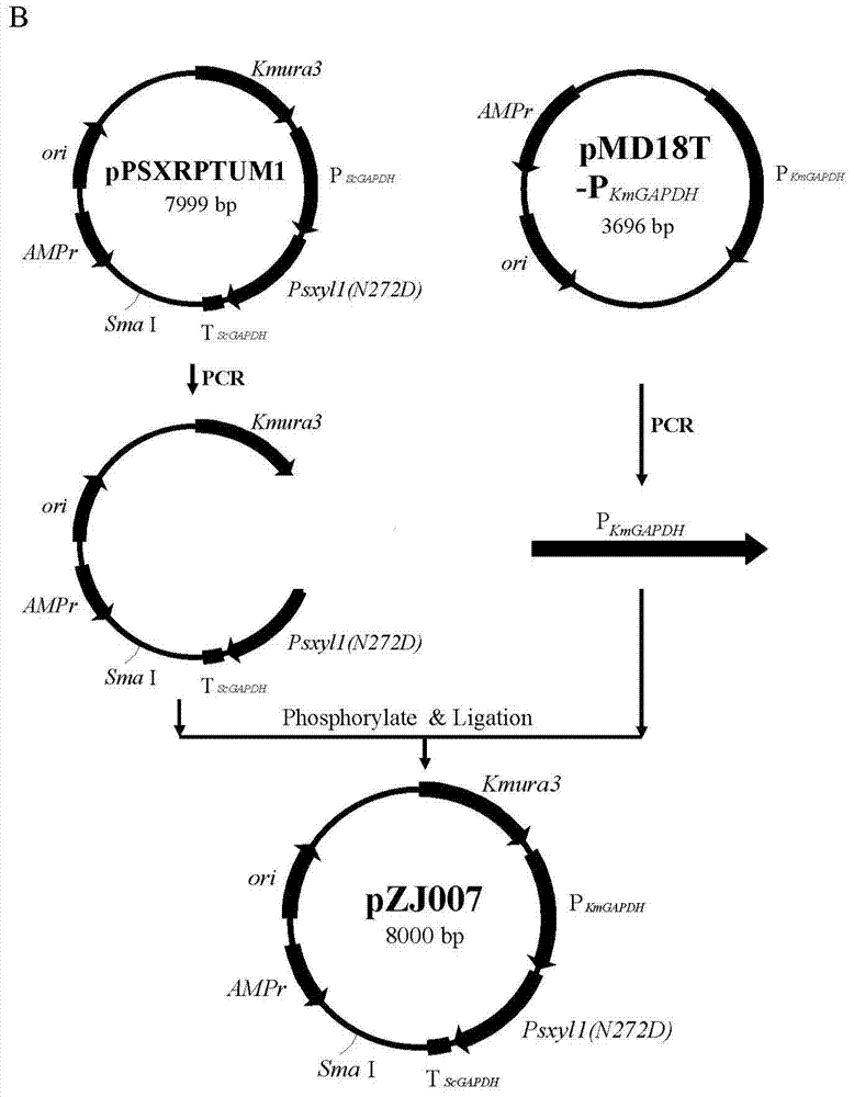 Construction and application of engineering strains with high temperature and high yield of xylitol