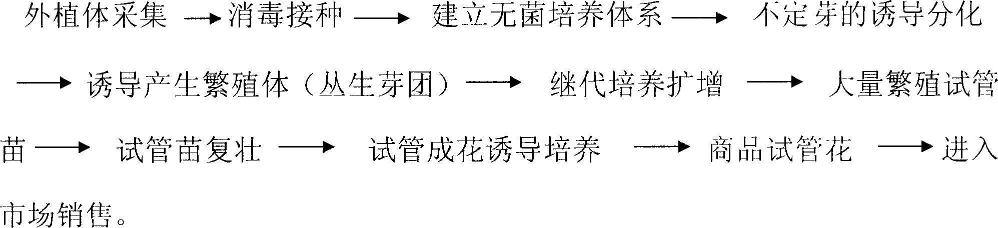 Medium for culturing grown-up cockscombin sealed vessel, and culture method for induction blossom