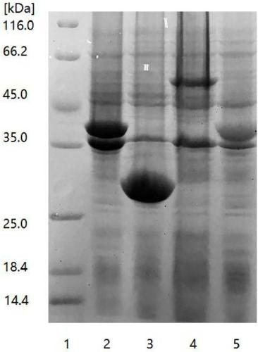 Method of enzymatic co-production