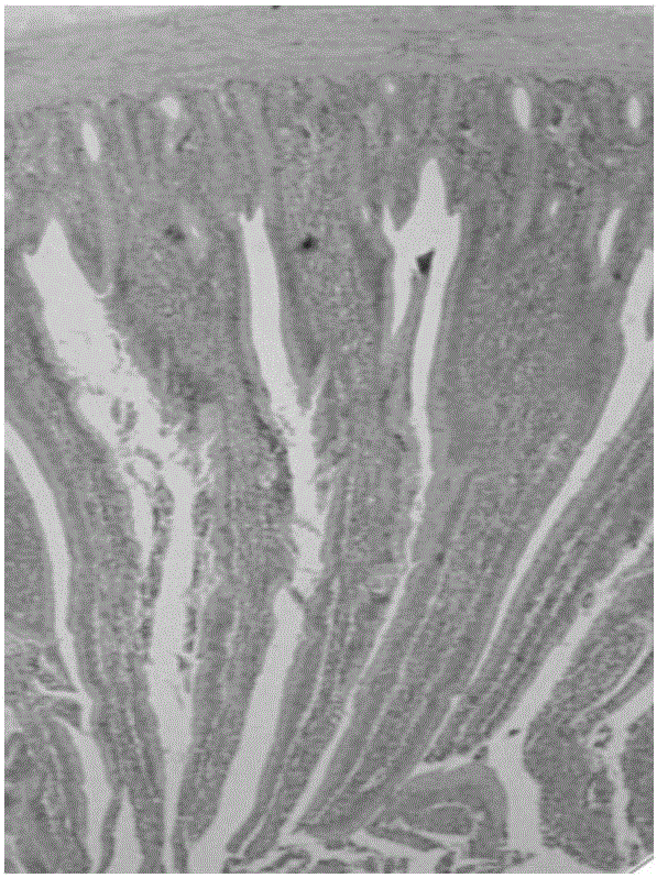 Composite Chinese herbal medicine and probiotics feed additive for improving growth property and immuno-functions of broiler chicken