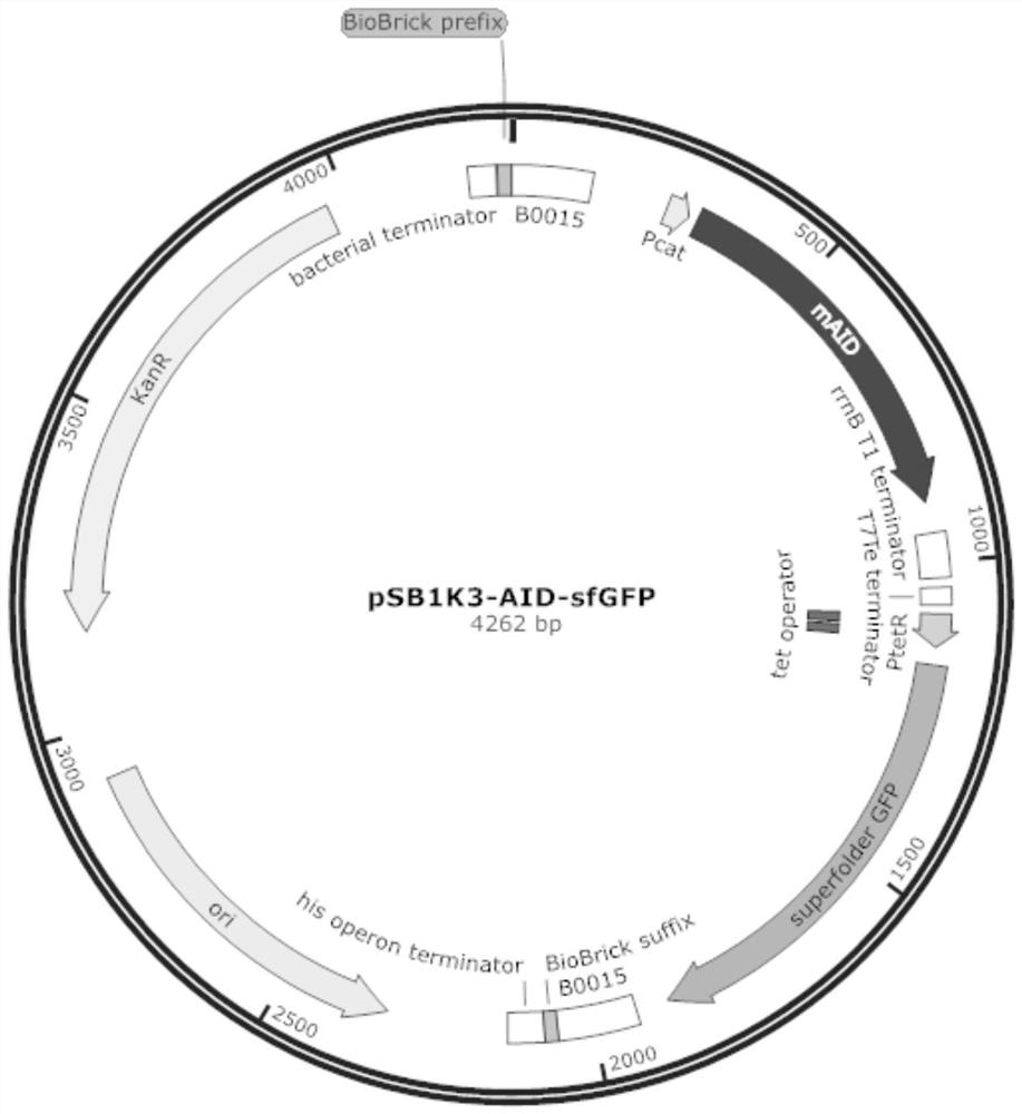 Tetracycline regulatory protein mutant gene and application thereof in regulatory gene expression and environmental detection