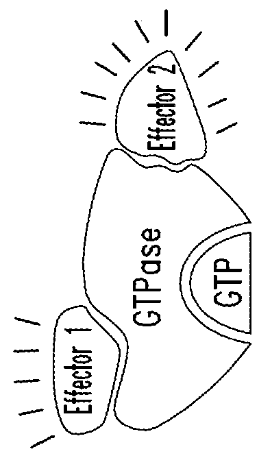 Inhibitors of kras g12c mutant proteins