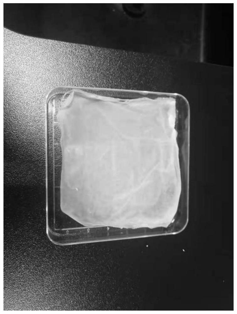 Carboxymethyl chitosan-nano magnesium oxide composite membrane material and preparation method thereof