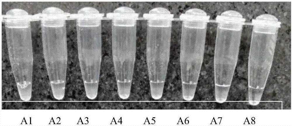 LAMP (loop mediated isothermal amplification) detection primer combination and kit for GAPDH (glyceraldehyde-3-phosphate dehydrogenase) gene