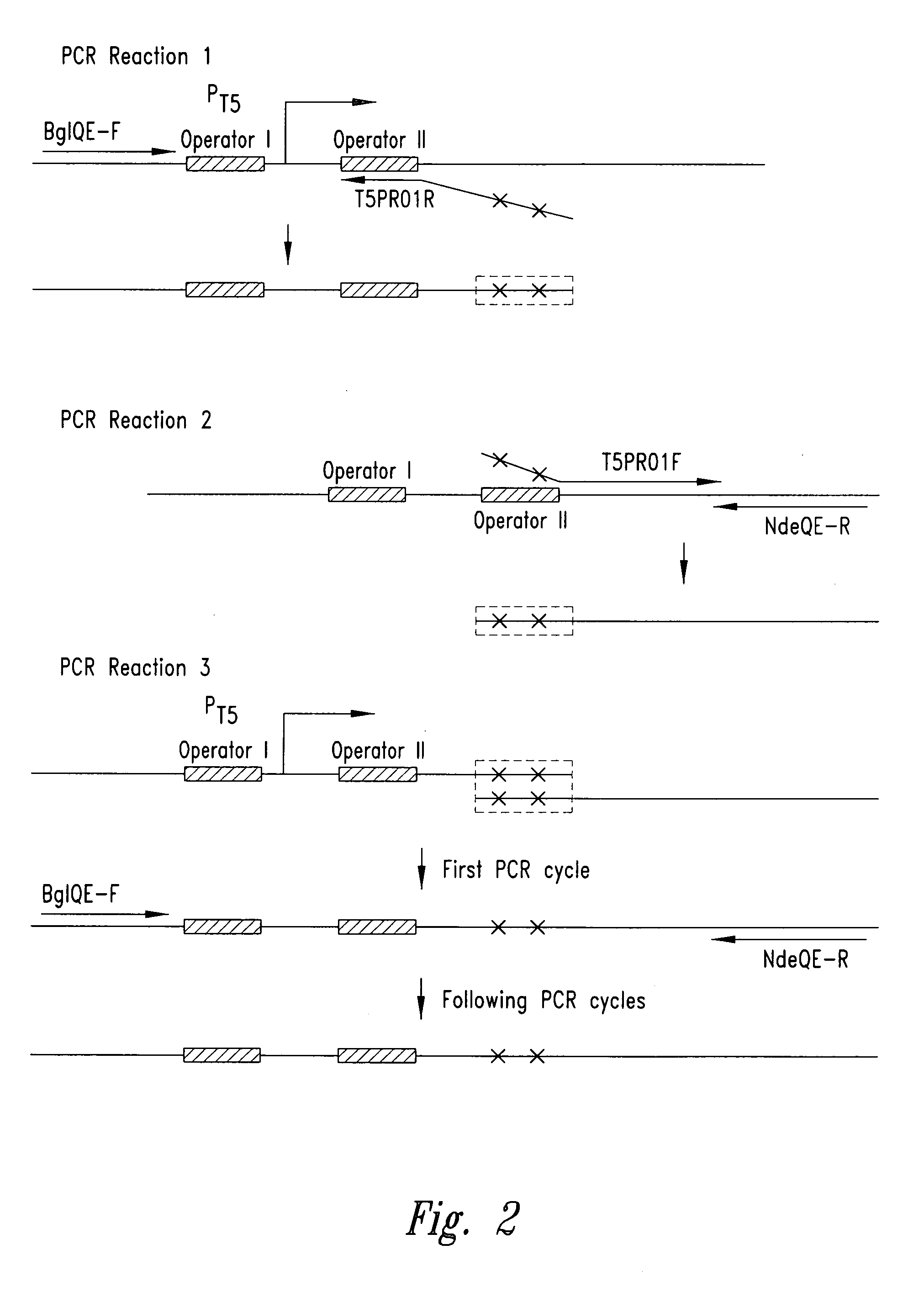 Efficient protein expression system