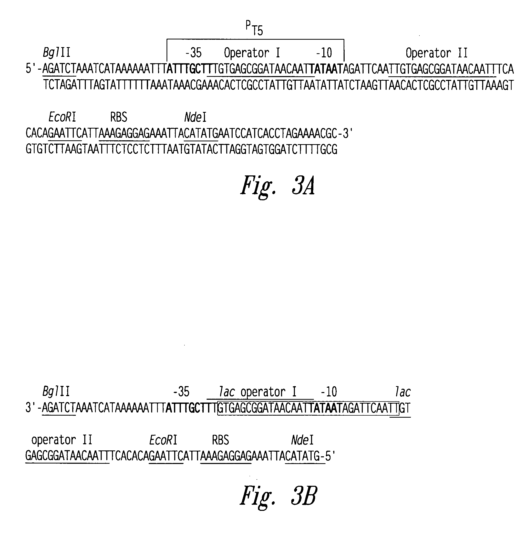 Efficient protein expression system