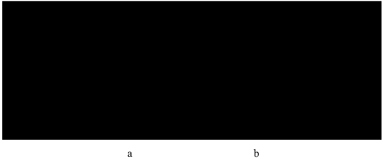 Trichoderma citrinoviride M-13 and application thereof