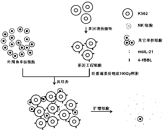 Gene engineering cell and application thereof in NK (Nature Killer) cell proliferation