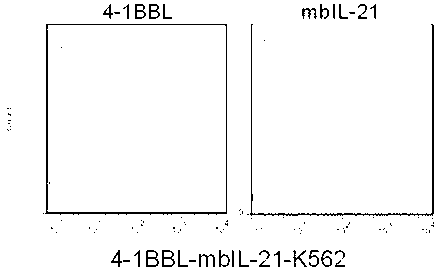 Gene engineering cell and application thereof in NK (Nature Killer) cell proliferation