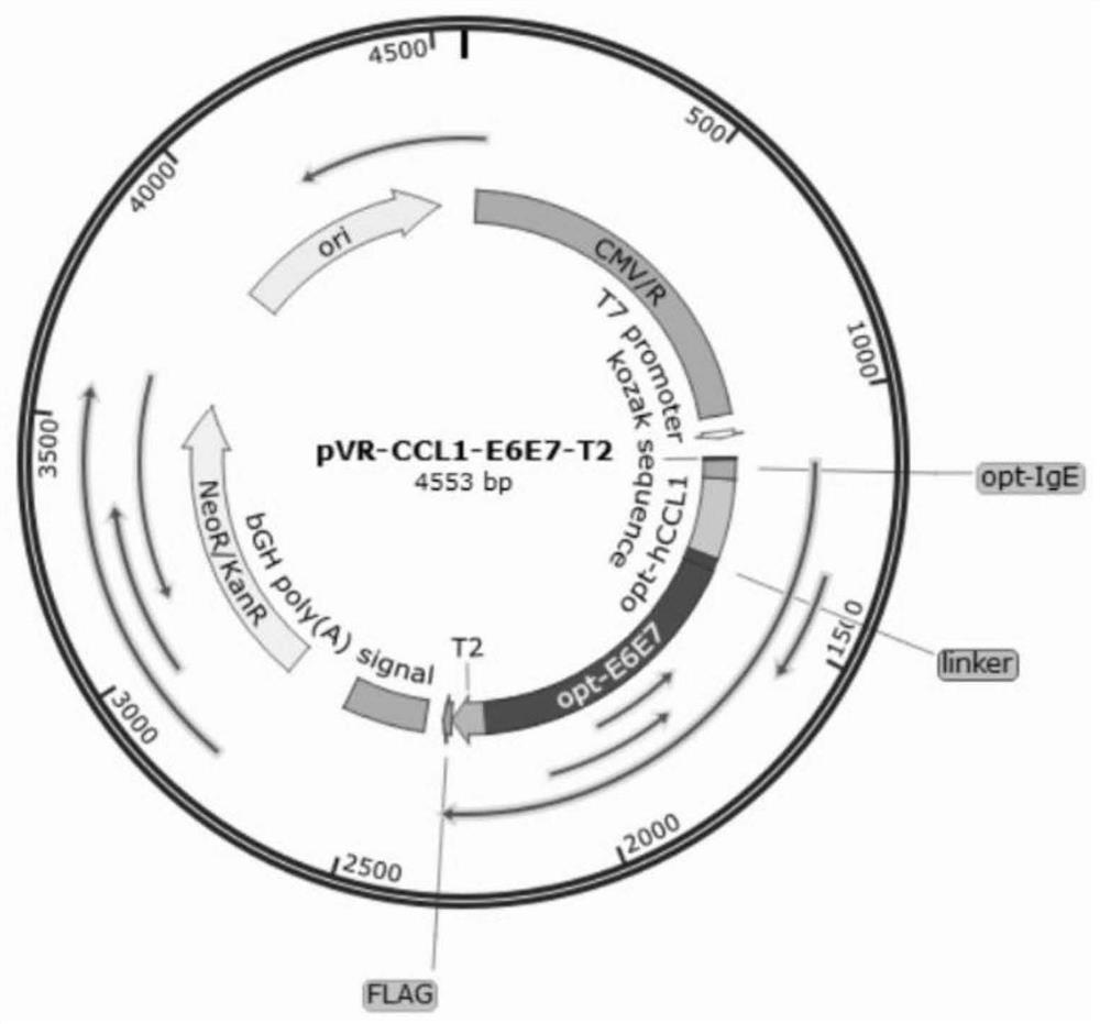 Fusion protein containing CCL1, preparation method and application