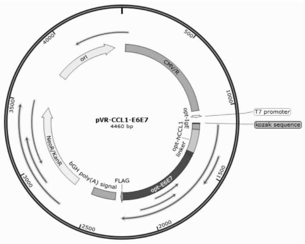 Fusion protein containing CCL1, preparation method and application