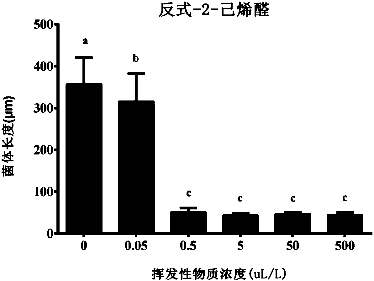 Application of C6 aldehyde volatile substance to inhibition of mycosphaerella fragariae