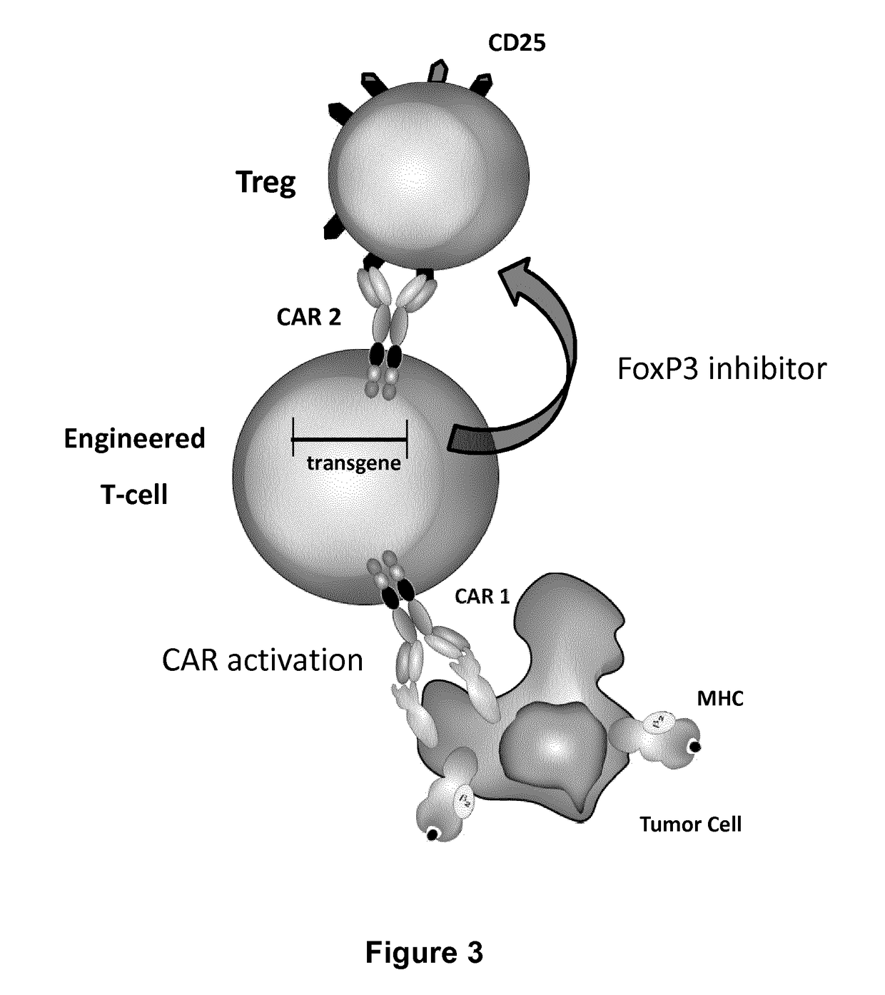 Method for in situ inhibition of regulatory t cells