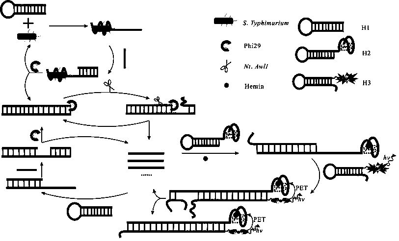 A method for detecting Salmonella