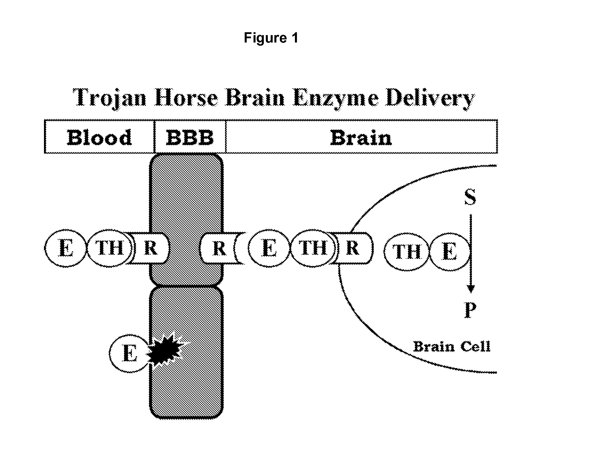 Methods and Compositions for Increasing Arylsulfatase A Activity in the CNS