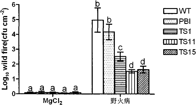 Application of Na+/H+ reverse transport protein and protein-coding gene thereof in culturing disease-resistant transgenic plant