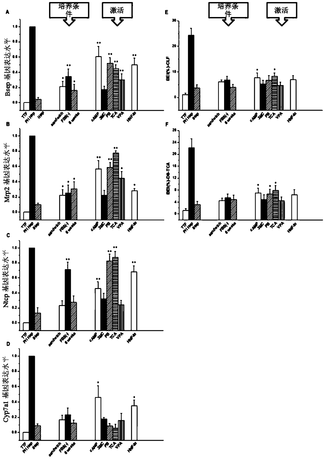 Method for culturing hepatic-like cells in vitro and optimized hepatic-like cells cultured by this method