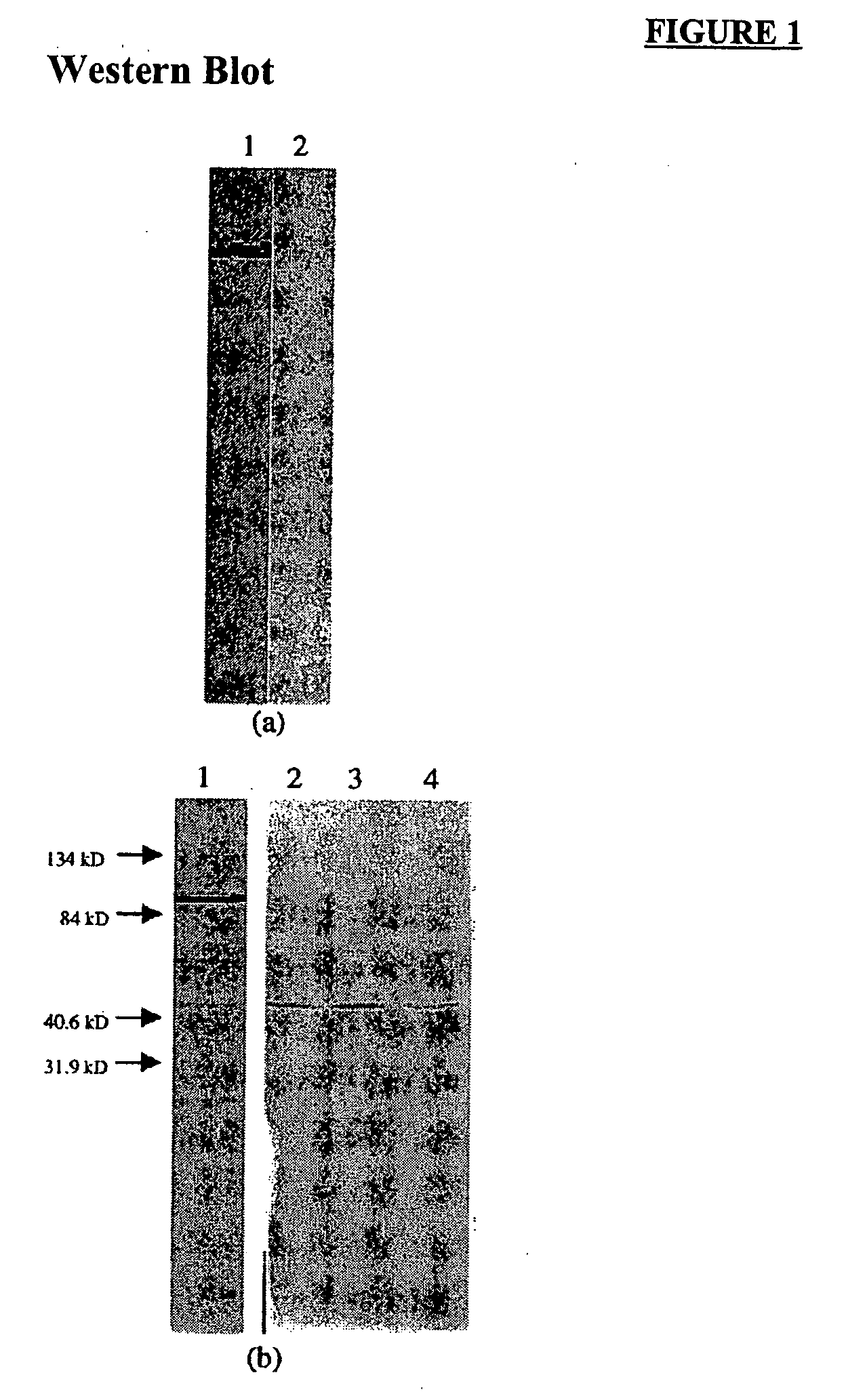 Anti-viral activity of an anti-thymidine kinase monoclonal antibody