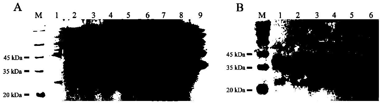 Enzyme activity evaluation method for euphausia superba trypsin at low temperature