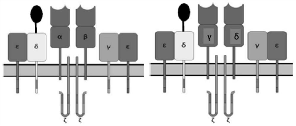 Engineered cells and uses thereof