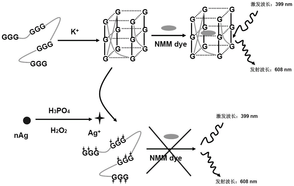 A method for detecting silver nanoparticles by fluorescence method based on g-tetramer