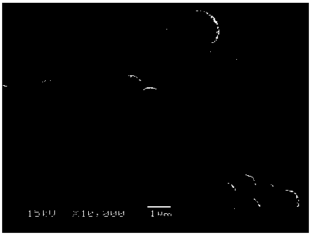 Streptococcus thermophilus