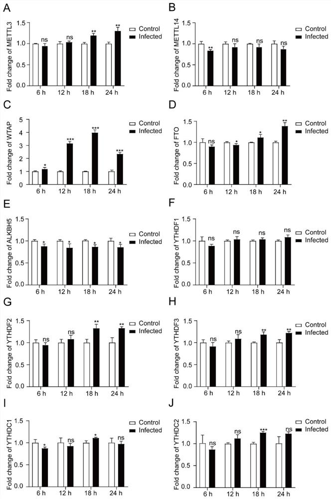 Application of m6A modified protein in preparation of toxoplasma gondii infection resisting medicine