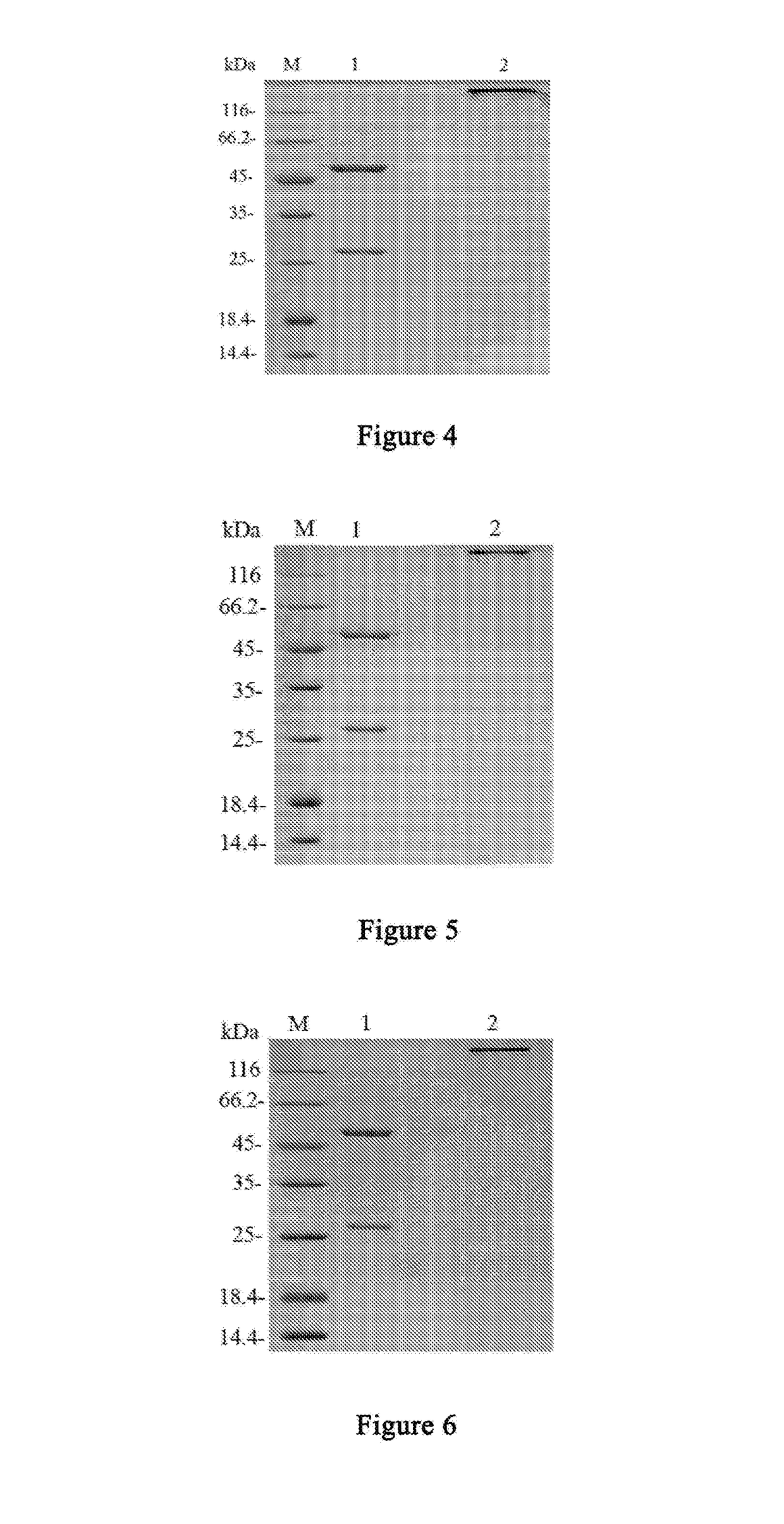 An Anti-ctla4 monoclonal antibody or its antigen binding fragments, pharmaceutical compositions and uses