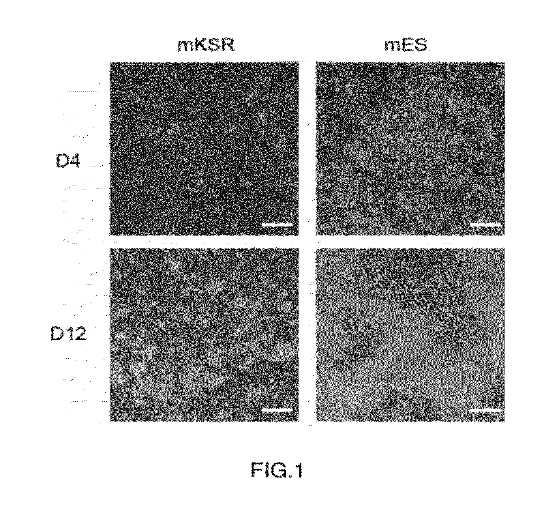 Serum-free medium for inducing pluripotent stem cells quickly with high efficiency and method using thereof