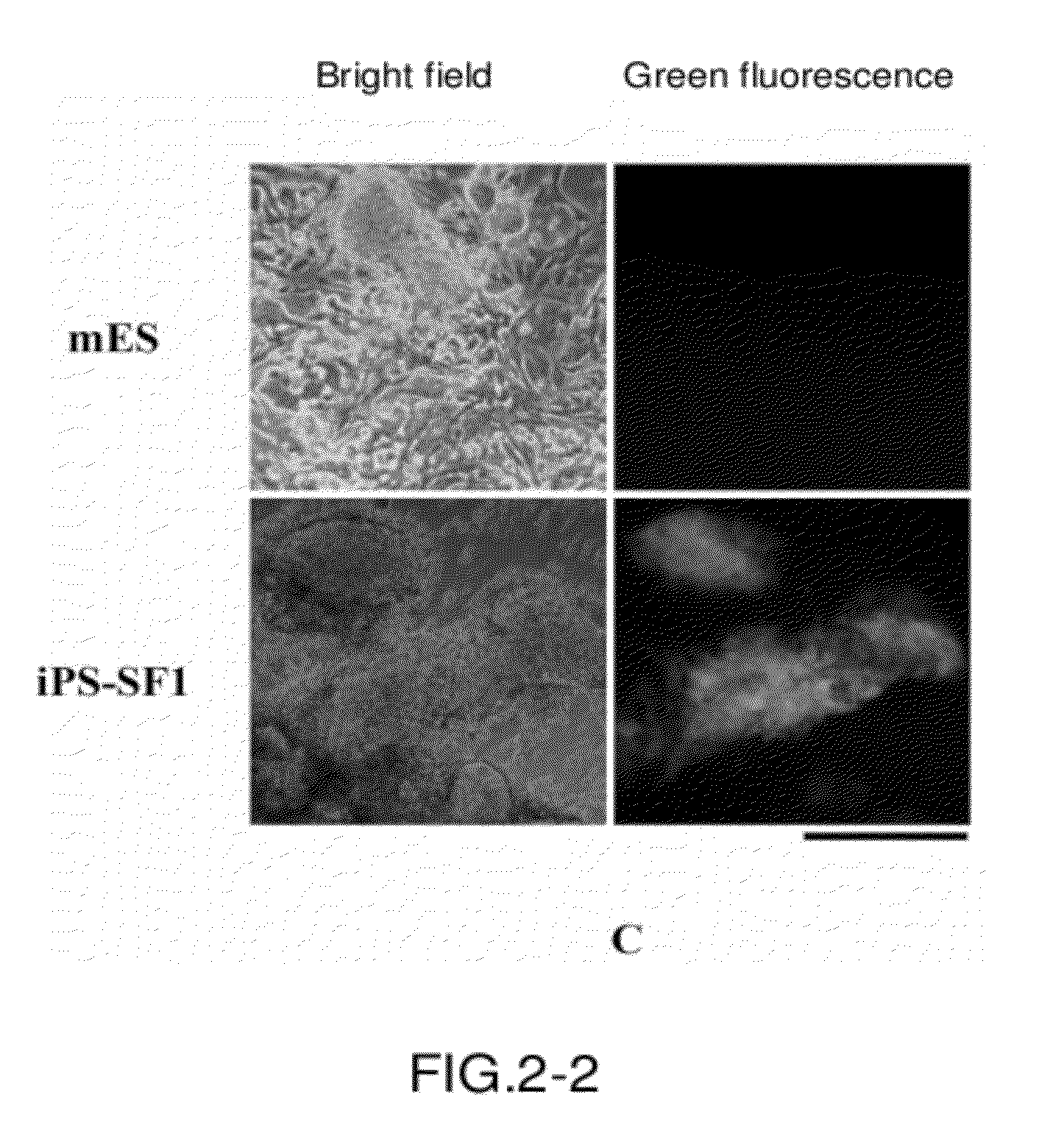 Serum-free medium for inducing pluripotent stem cells quickly with high efficiency and method using thereof