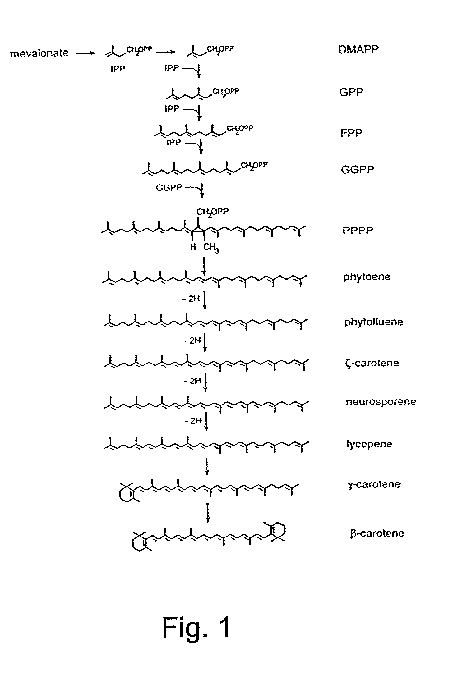 Polynucleotide molecule from Haematococcus pluvialis encoding a polypeptide having a beta-C-4-oxygenase activity for biotechnological production of (3S,3'S) astaxanthin and its specific expression in chromoplasts of higher plants