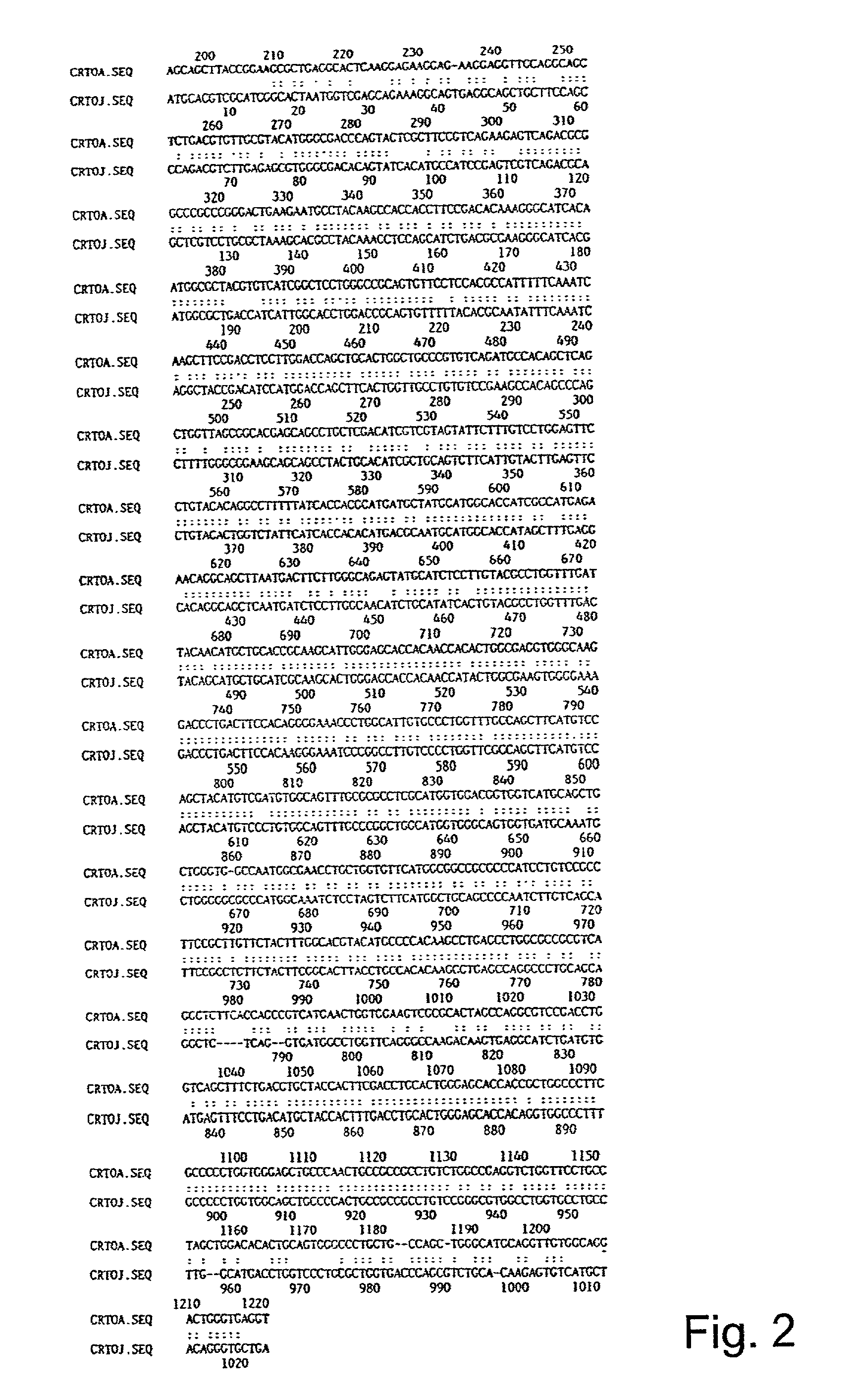 Polynucleotide molecule from Haematococcus pluvialis encoding a polypeptide having a beta-C-4-oxygenase activity for biotechnological production of (3S,3'S) astaxanthin and its specific expression in chromoplasts of higher plants