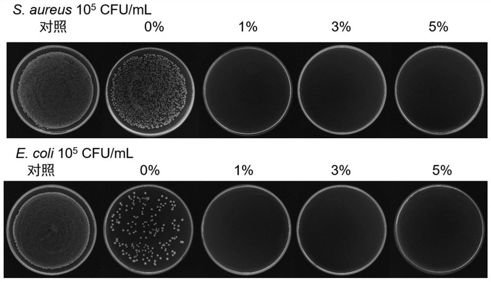 Novel antibacterial and mildew-proof paint film and preparation method thereof