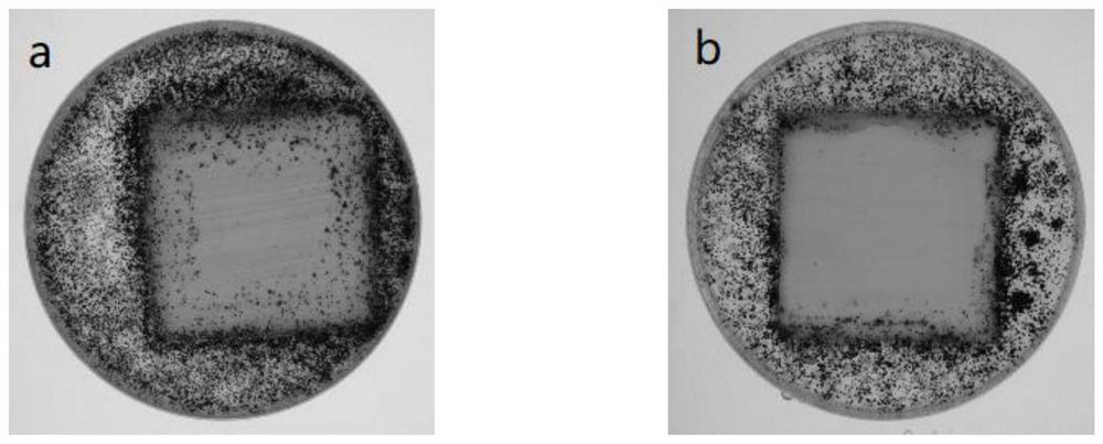 Novel antibacterial and mildew-proof paint film and preparation method thereof