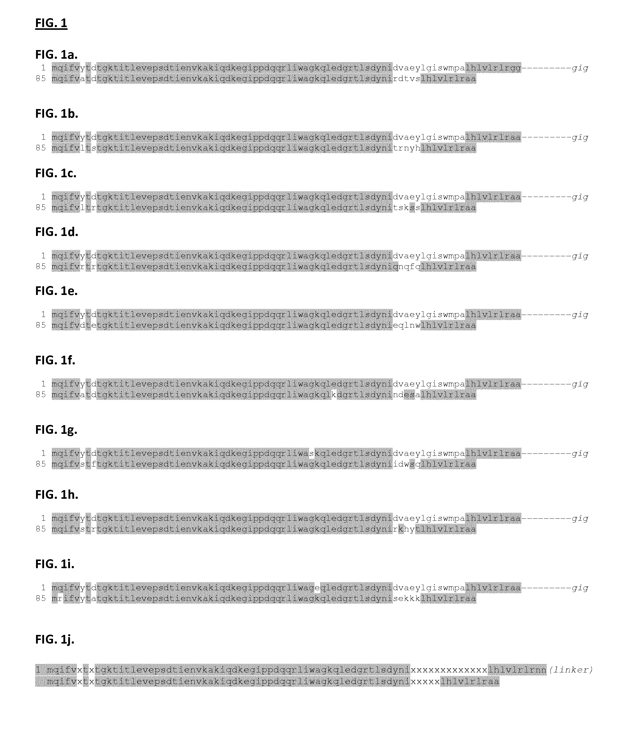 Dimeric binding proteins based on modified ubiquitins