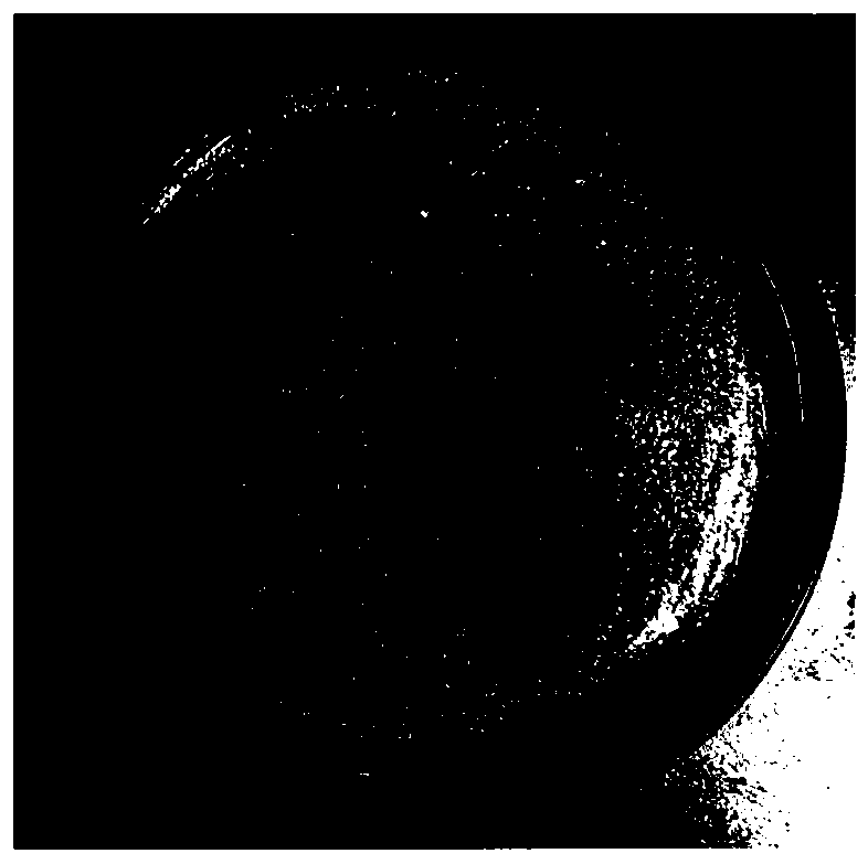 Quaternary phosphonium salt modified montmorillonite loaded cobalt-doped zinc oxide quantum dot nano-composite antibacterial agent and preparation method thereof