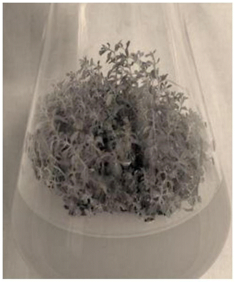 Method for endangered Chinese azalea in vitro tissue culture propagation and storage