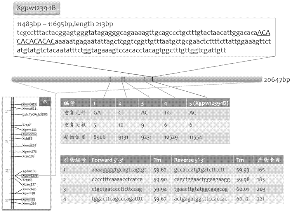 Design method of SSR label primer and wheat SSR label primers