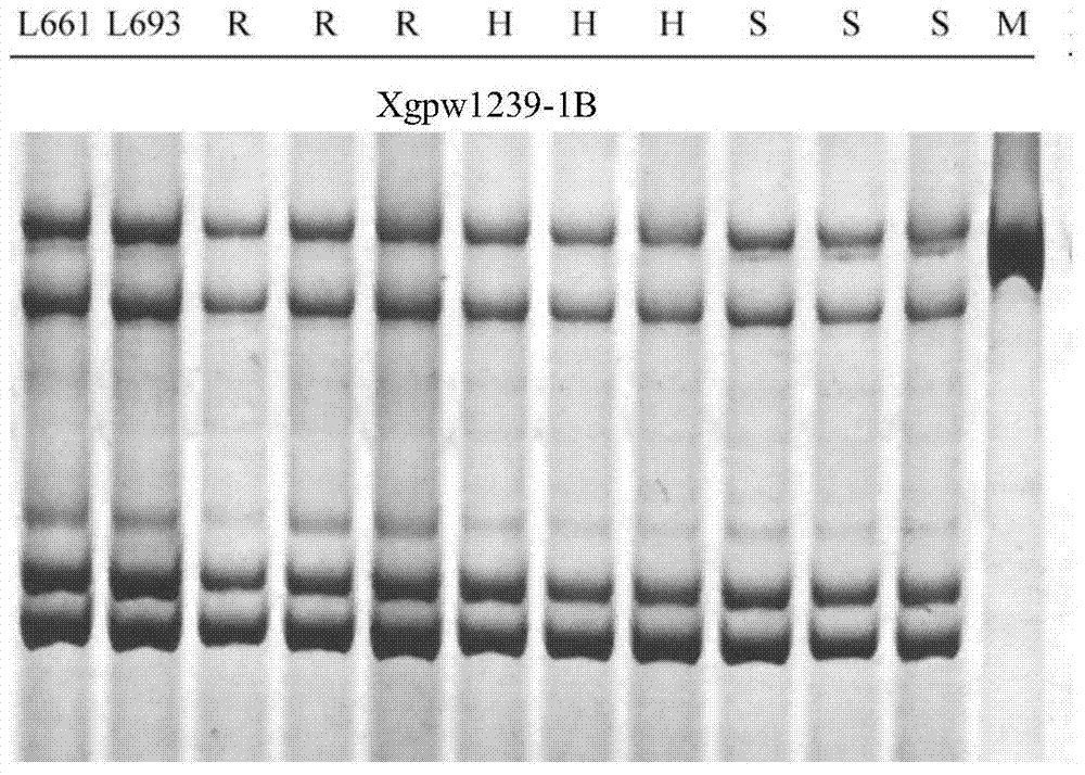 Design method of SSR label primer and wheat SSR label primers