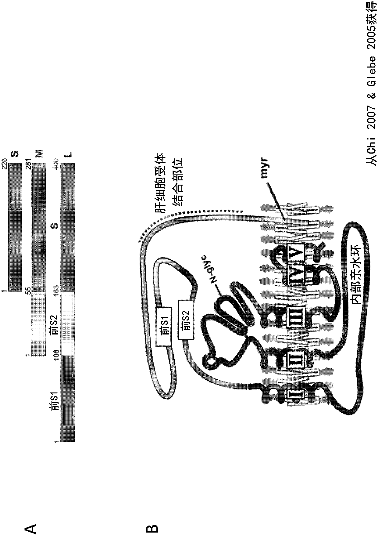 Multi-valent hepatitis b virus antigen binding molecules and uses thereof