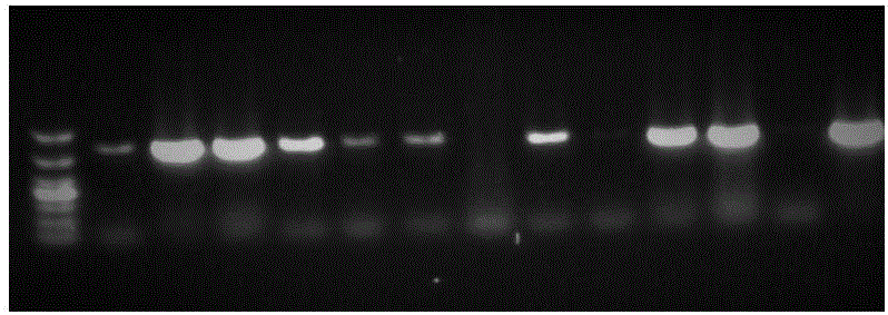 Method for identifying phenotype of indoor wheat dwarf virus resistance of triticeae crops and application