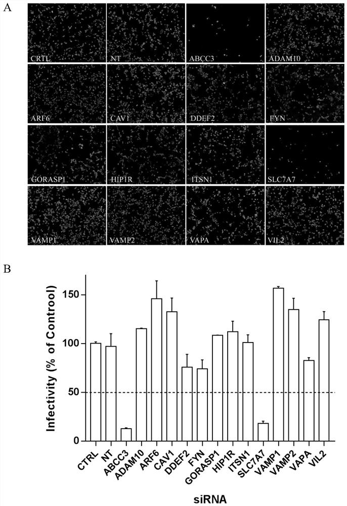 Application of ATP-binding cassette transmembrane transport subfamily c member 3 in preparation of drugs for prevention and treatment of enterovirus 71 infection