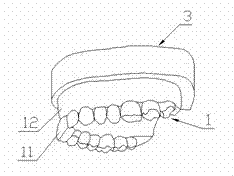 Palate mouth cavity model simulation method and palate mouth cavity models for teaching